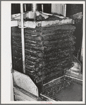 Oil dripping from olive pulp under hydraulic pressure. Lindsay, California