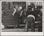 Bags of olive pulp which will be put under hydraulic pressure to extract the oil. Lindsay, California