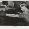 Olive pulp under hydraulic pressure for extraction of oil. Lindsay, California