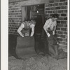 Removing olive pulp from bags after the oil has been extracted by means of hydraulic pressure. Lindsay, California