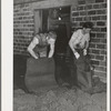 Removing olive pulp from bags after the oil has been extracted by means of hydraulic pressure. Lindsay, California