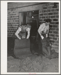 Removing olive pulp from bags after the oil has been extracted by means of hydraulic pressure. Lindsay, California