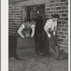Removing olive pulp from bags after the oil has been extracted by means of hydraulic pressure. Lindsay, California