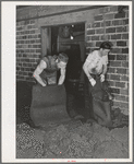 Removing olive pulp from bags after the oil has been extracted by means of hydraulic pressure. Lindsay, California