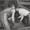 Workmen put crushed olives into heavy bags which will be put under hydraulic pressure to extract the oil. It takes an average of fifty-six pounds of olives to make a gallon of oil. Lindsay, California