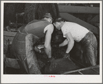 Workmen put crushed olives into heavy bags which will be put under hydraulic pressure to extract the oil. It takes an average of fifty-six pounds of olives to make a gallon of oil. Lindsay, California