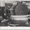 A granite millstone crushes the olives which have first been washed and warmed. This is the first step in making olive oil. Lindsay, California