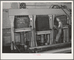 Bags full of olive pulp in hydraulic presses for extraction of oil. The pulp is pressed two different times under differet degrees of pressure and this produces two distinct qualities of oil. Lindsay, California