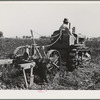 Digging carrots. Yuma County, Arizona