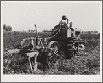 Digging carrots. Yuma County, Arizona