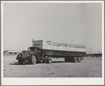 "Steer pullman." Imperial County, California. Steers are transported in these to nearby markets such as Los Angeles and San Diego