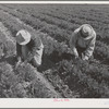 Weeding carrots. Imperial County, California