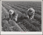 Weeding carrots. Imperial County, California