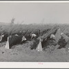 Pruning tomato plants makes the plants yield longer and produce better and larger tomatoes. Imperial County, California