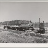 Trailers drawn by "cats" are used to gather carrots in the field. Imperial County, California