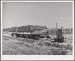 Trailers drawn by "cats" are used to gather carrots in the field. Imperial County, California