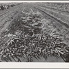 Carrots in truck trailer in field. Imperial County, California