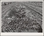Carrots in truck trailer in field. Imperial County, California