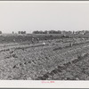 After carrots are dug and heaped in rows, the workers grade and bunch them in the field. Imperial County, California