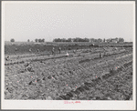 After carrots are dug and heaped in rows, the workers grade and bunch them in the field. Imperial County, California