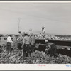 Gathering cabbage. Imperial County, California