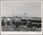 Gathering cabbage. Imperial County, California