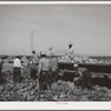 Gathering cabbage. Imperial County, California