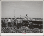 Gathering cabbage. Imperial County, California