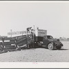 Beef cattle are loaded into this "pullman" truck for transportation to market. Imperial County, California