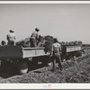 Loading bunched carrots into truck-trailers. Imperial County, California