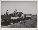 Loading bunched carrots into truck-trailers. Imperial County, California