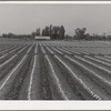 Paper caps protect young melon plants from sun and wind. Imperial County, California