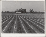 Paper caps protect young melon plants from sun and wind. Imperial County, California