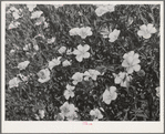 Flax in bloom. Imperial County, California