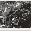 Head of cabbage in the field. Imperial County, California