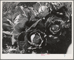 Head of cabbage in the field. Imperial County, California
