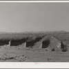 Paper and brush protect tomato plants from wind and sun. Imperial County, California
