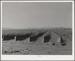 Paper and brush protect tomato plants from wind and sun. Imperial County, California