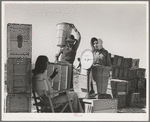 Checking in peas for weighing. Imperial County, California