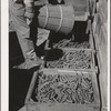 Freshly picked peas. Imperial County, California