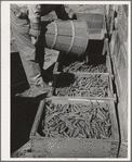 Freshly picked peas. Imperial County, California