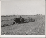 Raking hay. Yuma County, Arizona