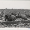 Picking tomatoes. Imperial County, California. The paper and vegetation protects the delicate tomato plants from sun and wind
