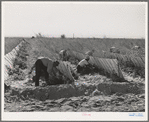 Picking tomatoes. Imperial County, California. The paper and vegetation protects the delicate tomato plants from sun and wind