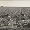 Yuma County, Arizona. Sorting and grading lettuce in the field