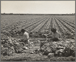 Yuma County, Arizona. Sorting and grading lettuce in the field