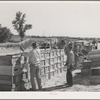 Peas are dumped from hampers to crates for transportation to the packing and grading sheds. Imperial County, California
