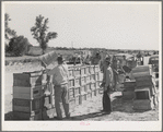 Peas are dumped from hampers to crates for transportation to the packing and grading sheds. Imperial County, California