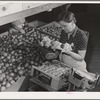 Wrapping and packing tomatoes. Imperial County, California
