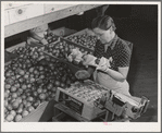 Wrapping and packing tomatoes. Imperial County, California